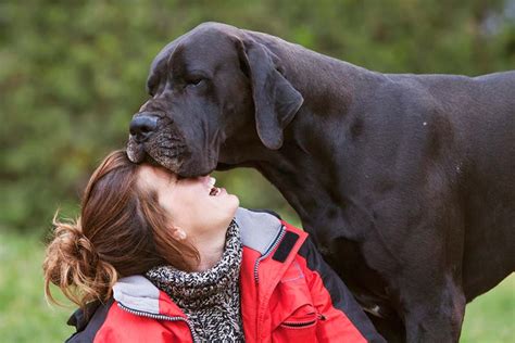 Dise O Ambici N Trascender Cuantos A Os Viven Los Perros Grandes