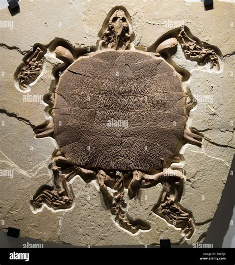 Fossil Soft Shelled Turtle Trionychid Green River Formation Wyoming