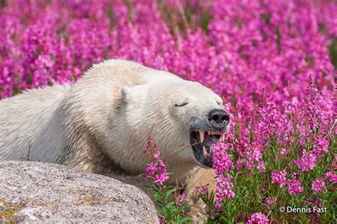 Canadian Photographer Captures Polar Bears Playing In Flower Fields