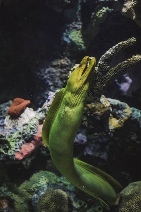 Moray Eel In The Deep Sea