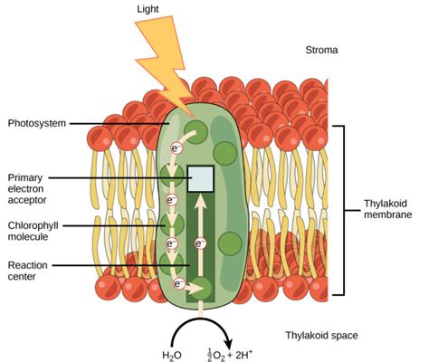 The Light Dependent Reactions Of Photosynthesis Biology I