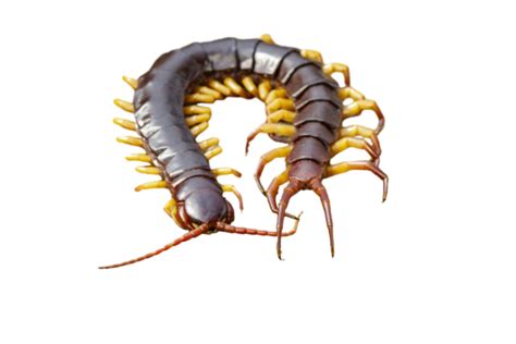 Centipede Insect Macro Png Transparent Images Free Download Vector