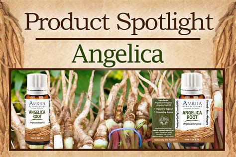 Product Spotlight Angelica Root Amrita Aromatherapy Amrita