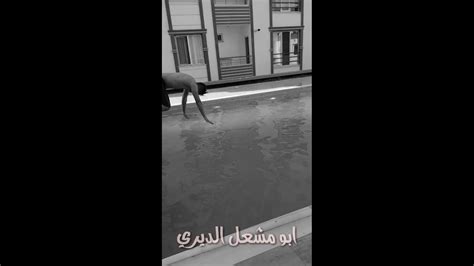 يمك عشت لحضات 😢 حالات سباحه😅 Youtube