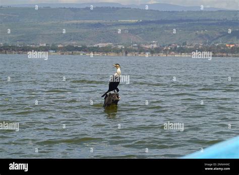 Birds on Lake Naivasha in Kenya Stock Photo - Alamy