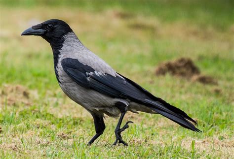 Grey Crow By Cmg2000 Ephotozine