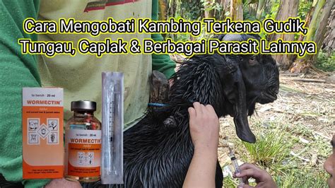 Cara Mengobati Kambing Terkena Gudik Cacingan Parasit Lainnya Dengan