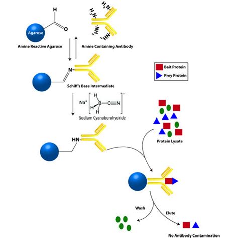 Co Immunoprecipitations For All Antibody Types