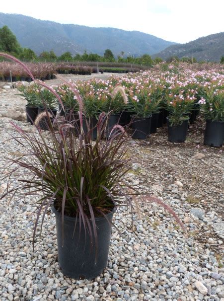 Pennisetum setaceum 'Rubrum' ('Cupreum') - T-Y Nursery