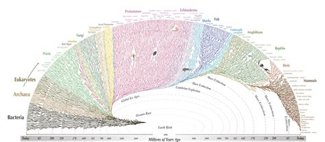 evolution kinship ethics evolution morality center  humans