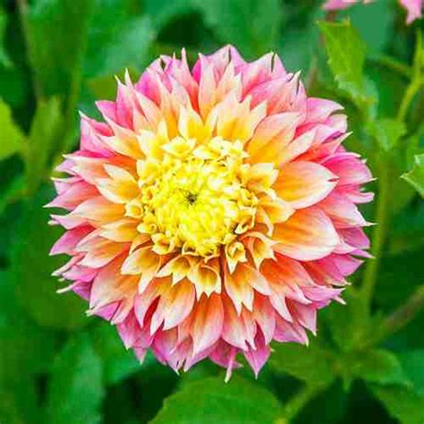 Guide To Growing Dahlias