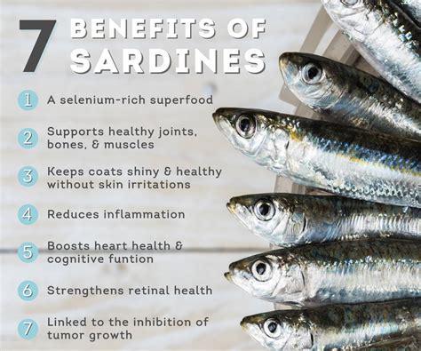 Sardines For Dogs? 7 Ways It’s Simply The Best