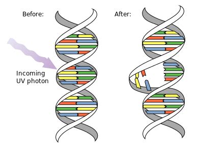 Unterschied Zwischen Chromosomaler Aberration Und Genmutation Prodiffs