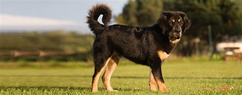 Tibetan Mastiff Vs Rottweiler