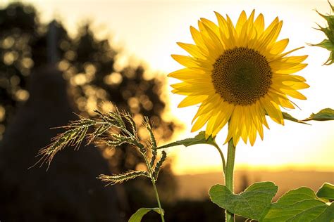 Como Plantar Girassol Aprenda Em Passos