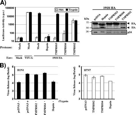 TMPRSS2 And TMPRSS4 But Not Hepsin Activate Influenza Virus