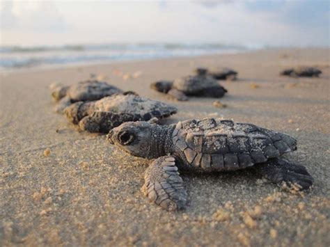 Sea Turtle Nesting Season On North Carolina S Crystal Coast