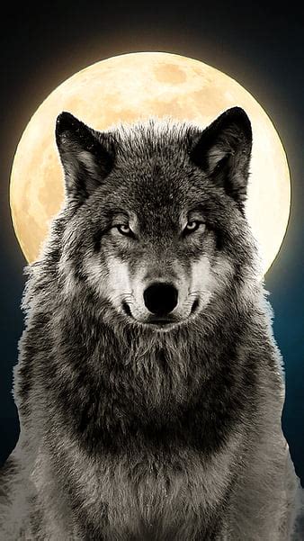 837 Wallpaper For Iphone Wolf Pics MyWeb