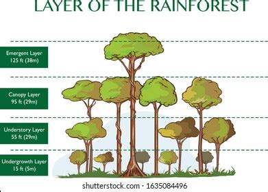 Rainforest Layers Royalty-Free Images, Stock Photos & Pictures ...