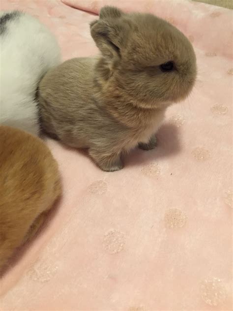 Pin On Bunny Rabbit Netherland Dwarf Love