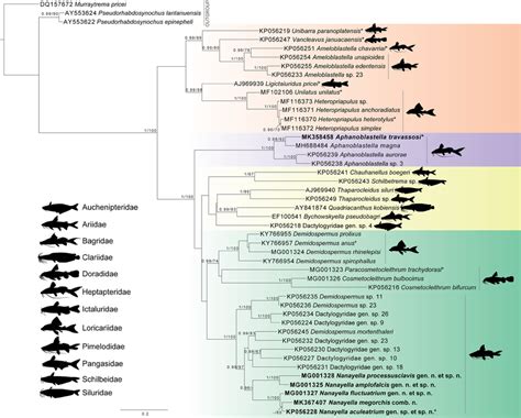 Maximum Likelihood Phylogram Based On Partial Sequences Of The S Rrna