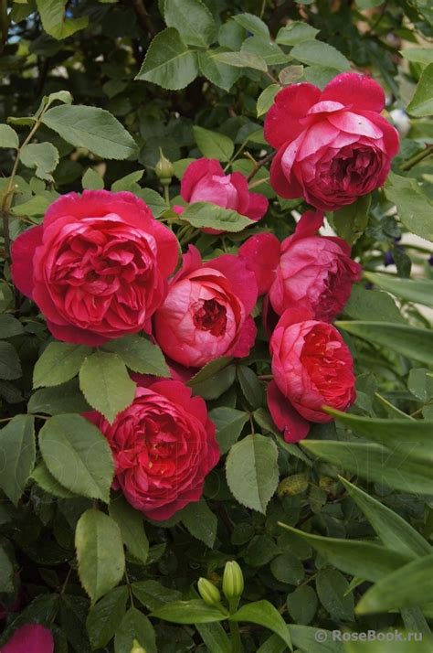 Галерея - Benjamin Britten® (AUSencart) - Энциклопедия роз