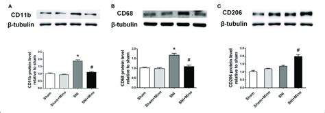 Western Blot Results Of The Prefrontal Cortex A A Representative