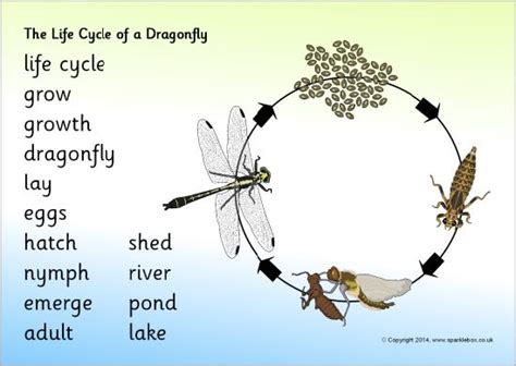 Life Cycle Of A Dragonfly Worksheet