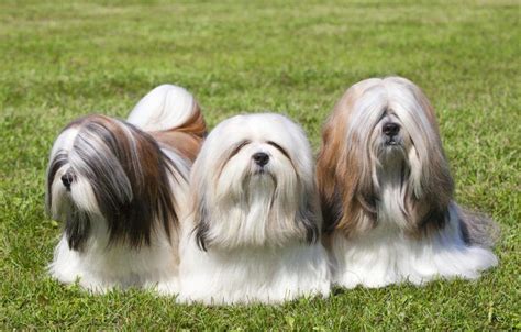 O Lhasa Apso é um cão originário do Tibete, onde era considerado um ...