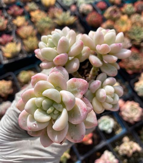 Rare Succulent Imported Succulent Variegated Sedum Clavatum Cluster