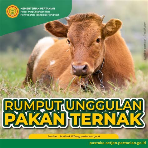 Rumput Unggulan Pakan Ternak