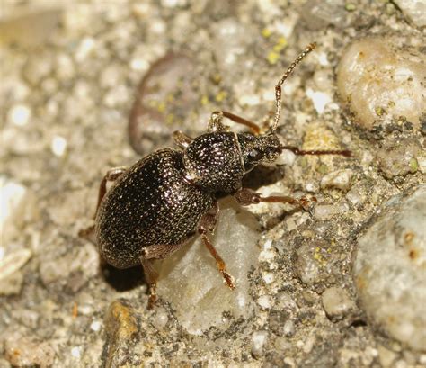 Dealing With Black Vine Weevil - Laidback Gardener