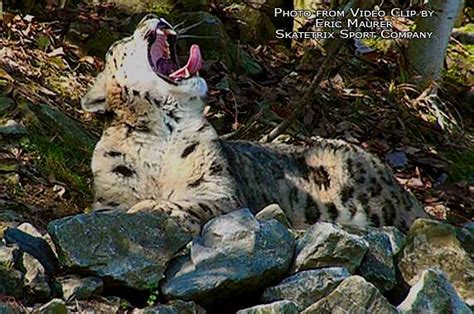 Snow Leopard Pair Video Clip By Eric Maurer Of Skatetrix Flickr