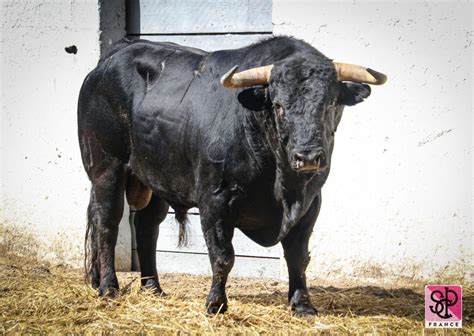 Seis Toros De El Parralejo Para Nimes Orden De Lidia Mundotoro