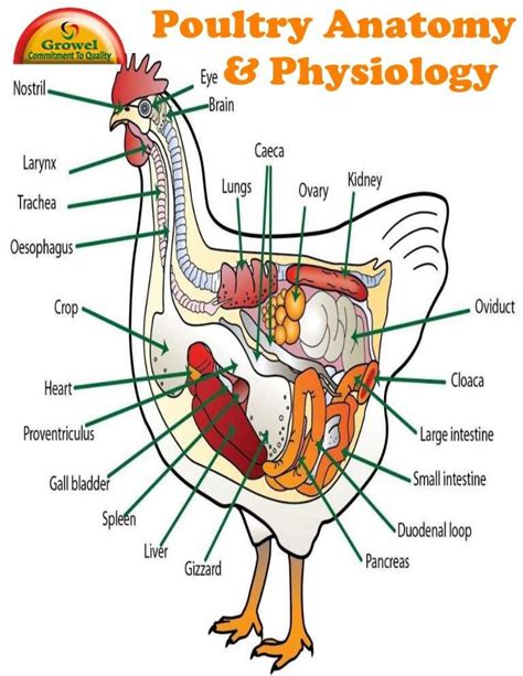 Understanding The Anatomy Of A Rooster A Detailed Diagram