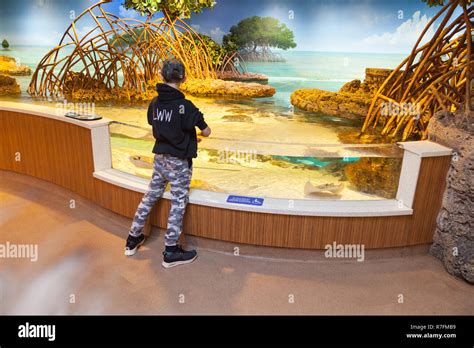 Shark And Ray Touch Tank New England Aquarium Boston Massachusetts