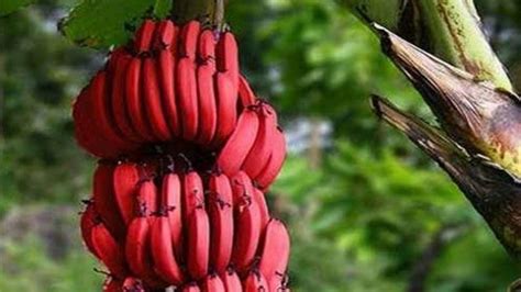 Red Banana Health Benefits Garigos