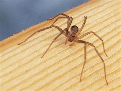 How To Identify A Brown Recluse 11 Steps With Pictures