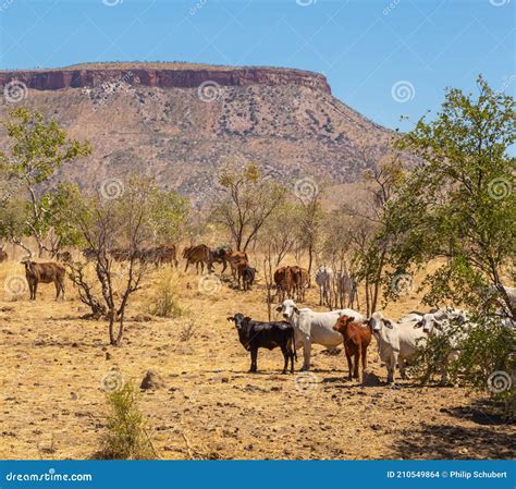 Australian Pastoral Station Cattle Shade Under A Small Tree Near The