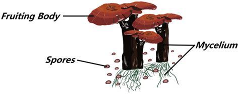 Frontiers Regulatory Effect Of Ganoderma Lucidum And Its Active