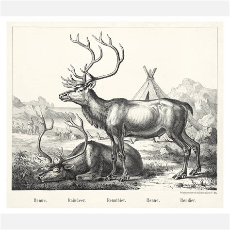 Reindeer, Animal Poster - TofuJoe