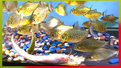 Piranha Fish Tank Eating Meat Live Feeding Red Bellied Piranha A