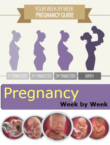 Pregnancy Week by Week – 1 to 40 Weeks Analysis by Stages