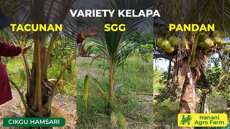 Kelapa Sgg Tacunan Pandan Tips Penjagaan Hanani Agro Farm Youtube