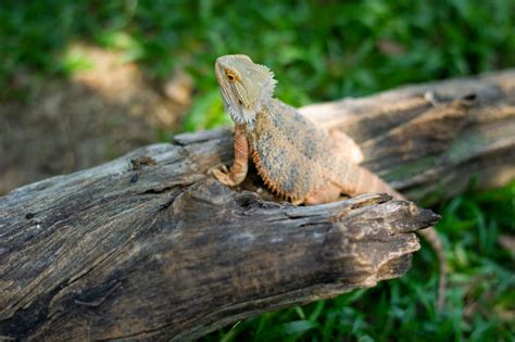 bearded dragon  laying flat pancaking explained reptile