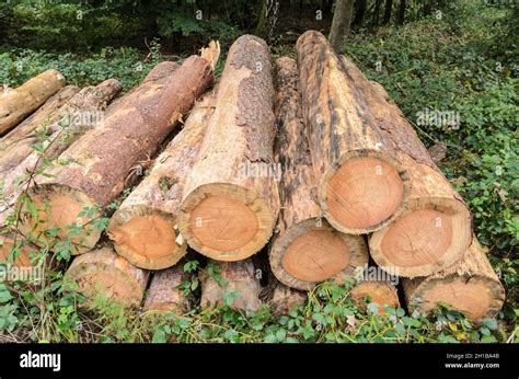 Pile Of Felled Tree Trunks With Visible Cross Section Age Rings At A