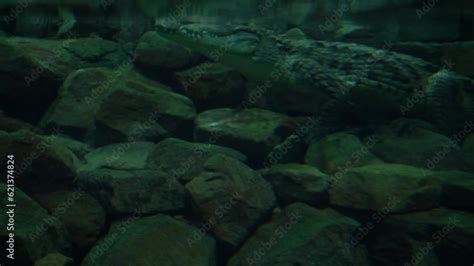 Nile Crocodile Crocodylus Niloticus Underwater View Camouflaged