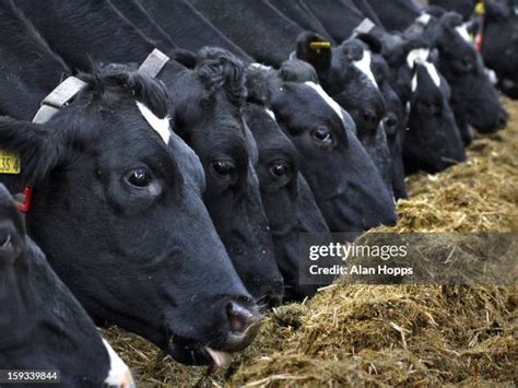 Content Holstein Dairy Cows Eating Silage On The Farm Of John News