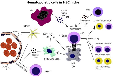 Bone Marrow Immune Microenvironment in Myelodysplastic Syndromes
