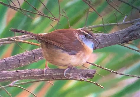 Carolina Wren - eMuseum of Natural History